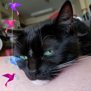 Meet your Posher, Kim